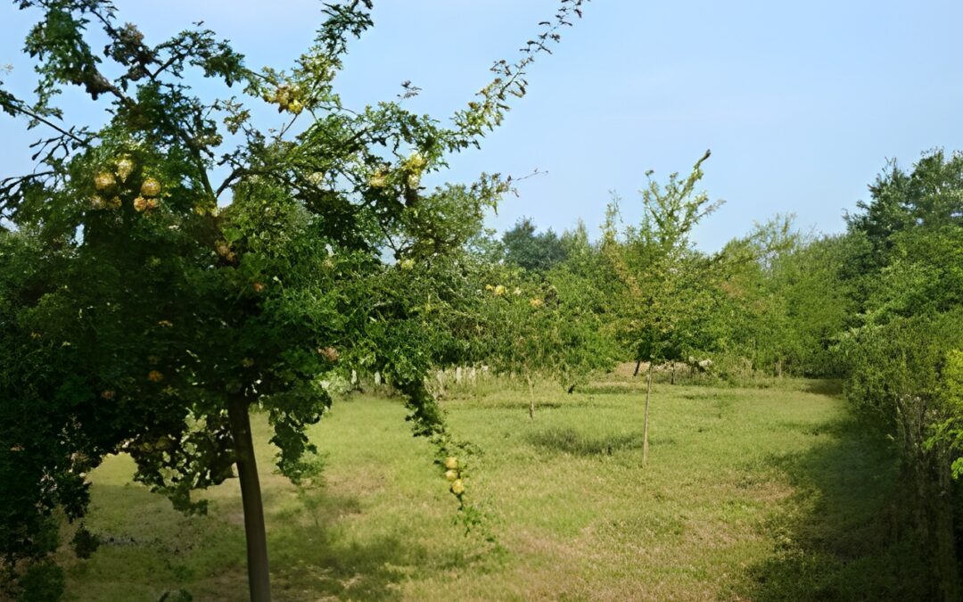 Streuobstwiese Achimer Marsch