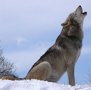 Wolf-Tagung im Harz