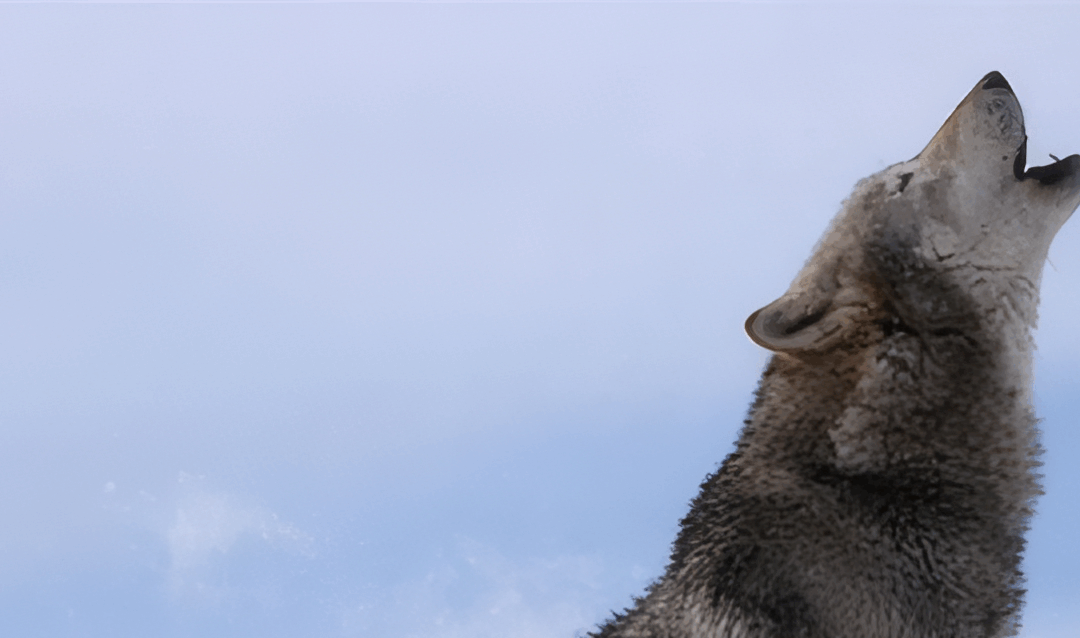 Wolf-Tagung im Harz